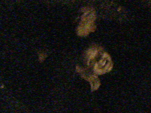 Graspop 2005 ~ 41.jpg